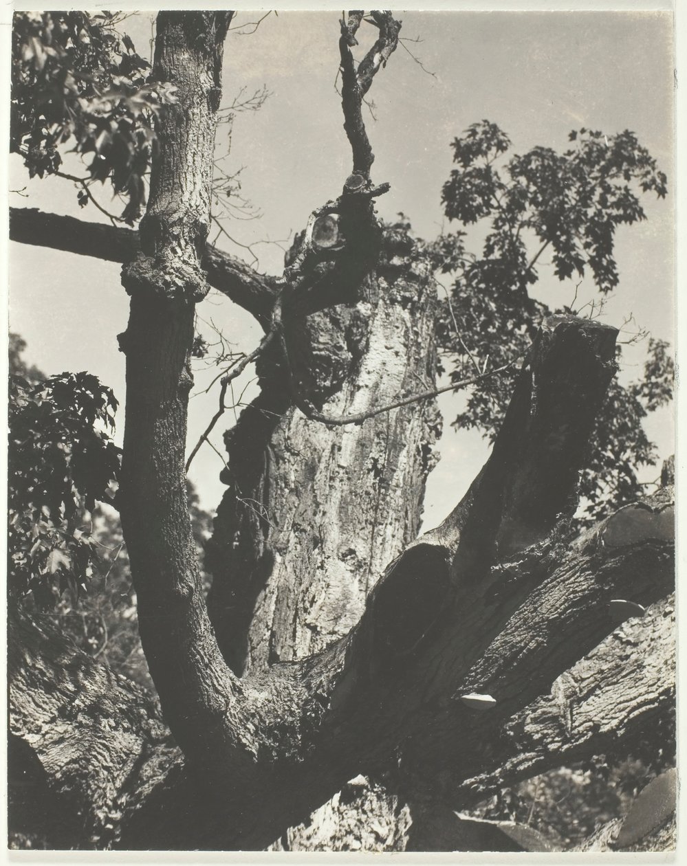 老枫树--乔治湖，1926年。 作者 阿尔弗雷德·斯蒂格利茨