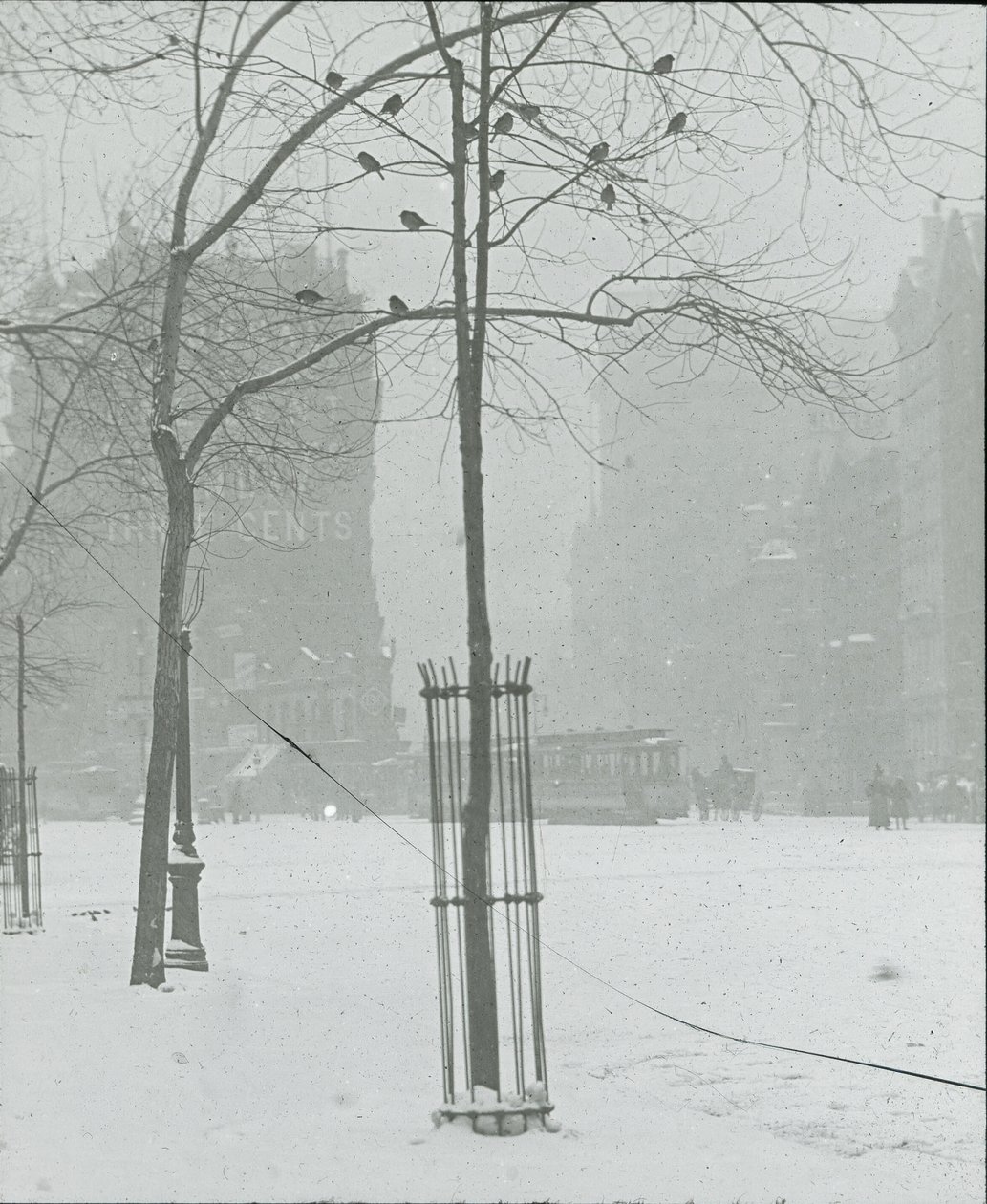雪中之树，纽约市，190002。 作者 阿尔弗雷德·斯蒂格利茨