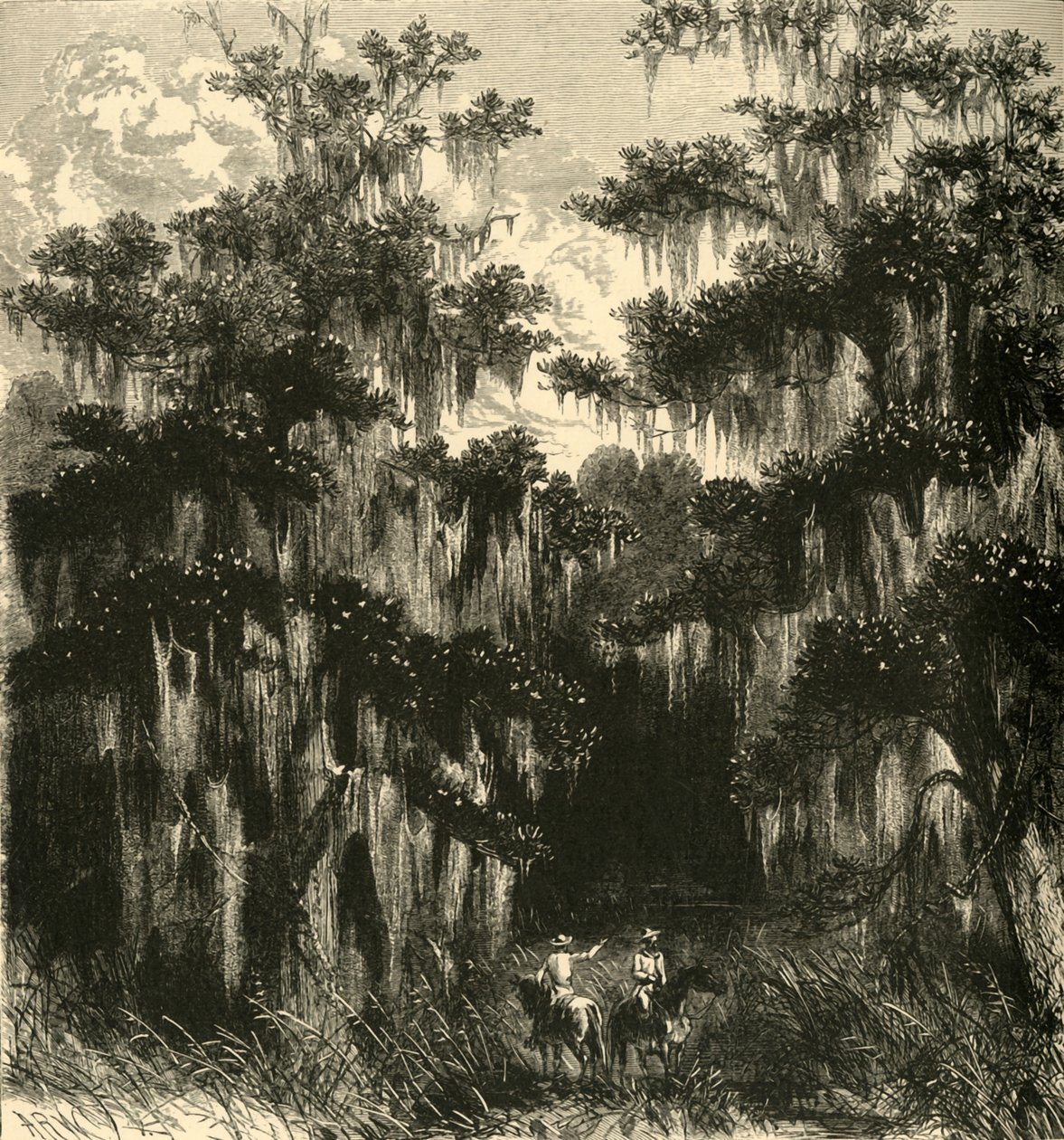 木兰花沼泽"，1872年。   作者 阿尔弗雷德·沃德
