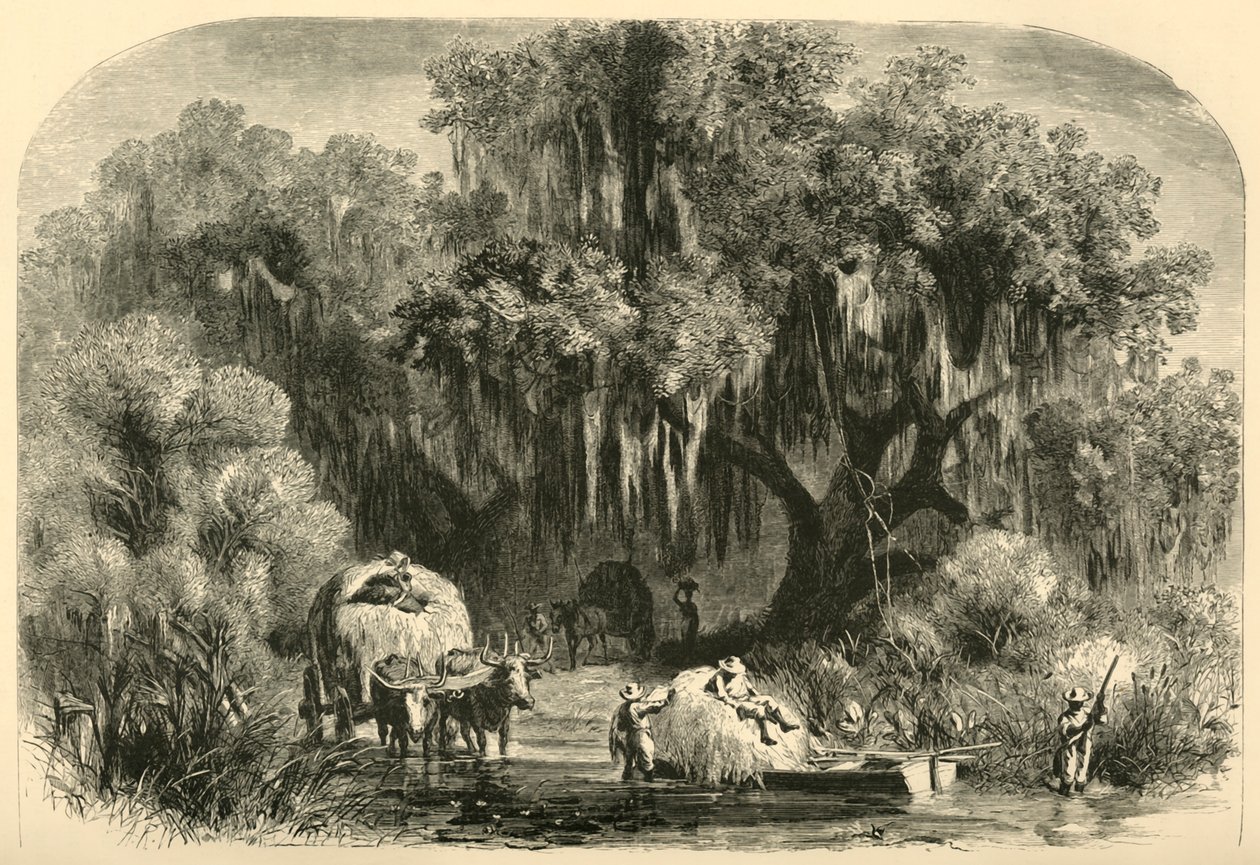 苔藓采集者》，1872年。   作者 阿尔弗雷德·沃德