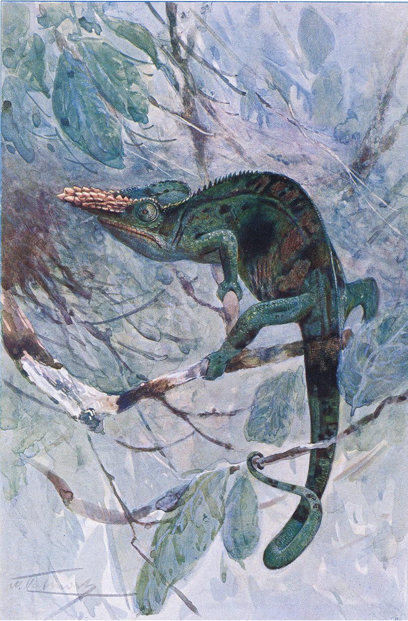 非洲变色龙》，插图，选自《世界野生动物》，约 1910 年（彩色石版印刷）。 作者 阿尔弗雷德·韦泽齐克