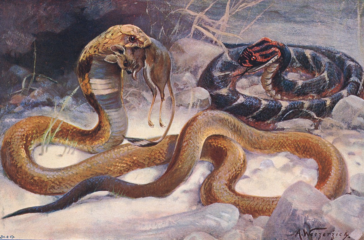 眼镜蛇和毒蛇，插图来自《世界野生动物》，c.1910（彩色平版印刷） 作者 阿尔弗雷德·韦泽齐克
