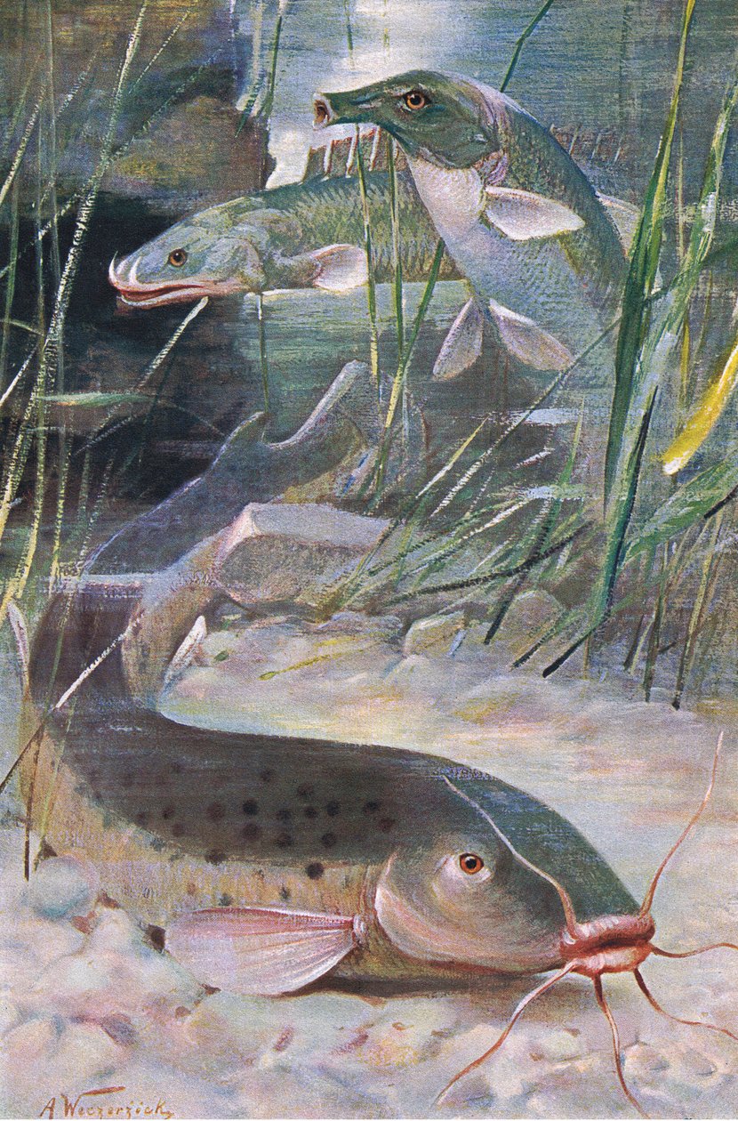 电鲶、比目鱼、鳟鱼，《世界野生动物》插图，约 1910 年（彩色石版印刷）。 作者 阿尔弗雷德·韦泽齐克