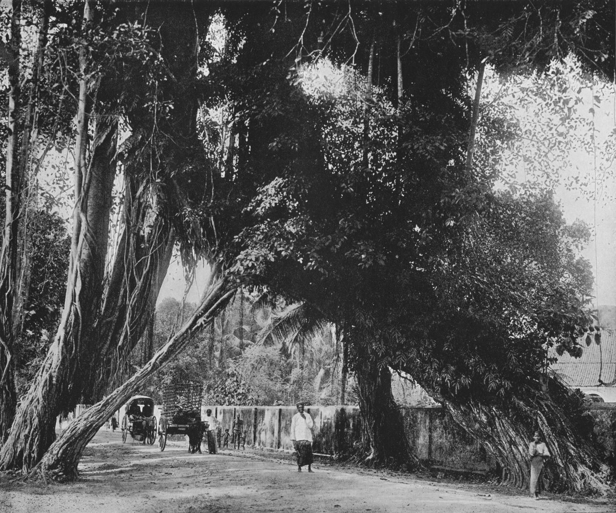 卡卢塔拉的榕树，约建于1890年，1910年 作者 阿尔弗雷德·威廉·阿曼杜斯板
