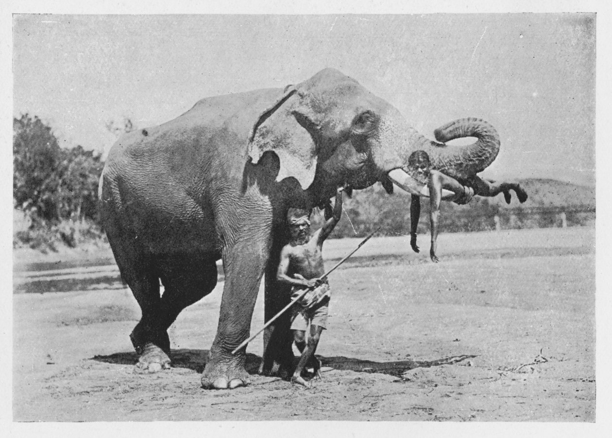 Maligawa Elephant and Mahouts，c1890，1910年 作者 阿尔弗雷德·威廉·阿曼杜斯板