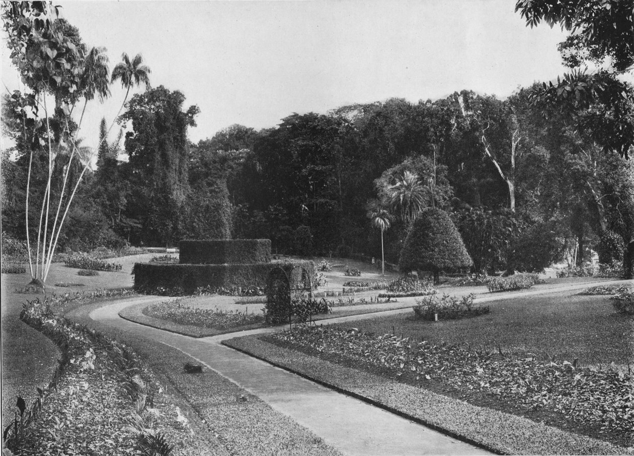 The Fernery，锡兰Peradeniya Gardens，c1890 1910 作者 阿尔弗雷德·威廉·阿曼杜斯板