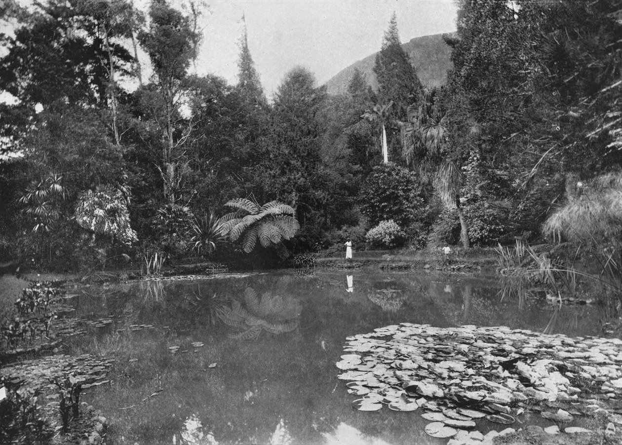 荷花池（Hakgalla Gardens）莲花池，努沃勒埃利耶（nuwara Eliya），c1890，1910年 作者 阿尔弗雷德·威廉·阿曼杜斯板