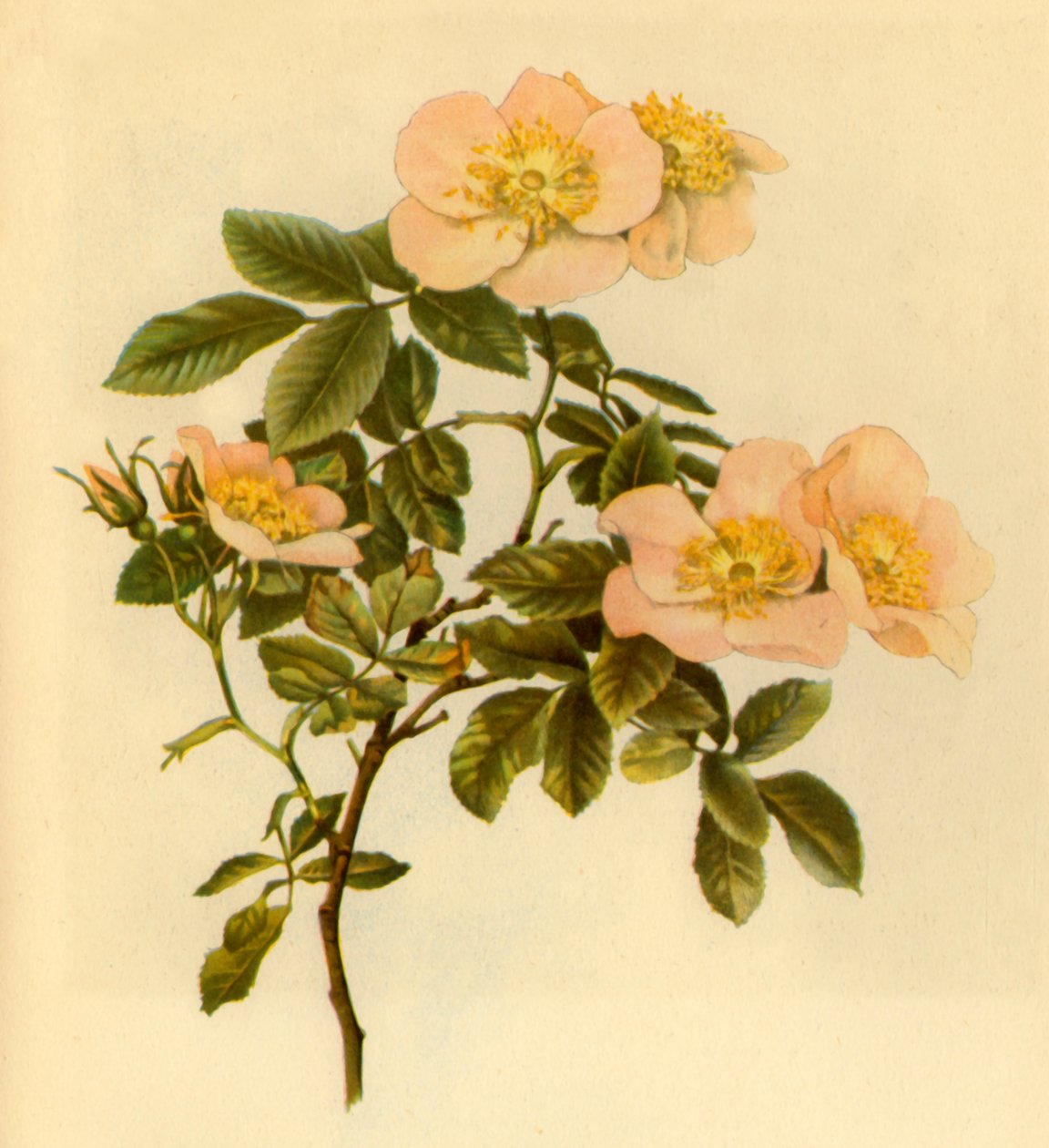 狗玫瑰》，约1890-1908年，1944年。   作者 阿尔弗雷德·威廉·帕森斯