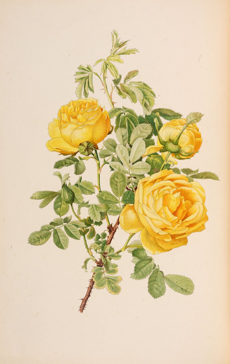 插图来自艾伦-威尔莫特的《罗莎属》，1914年。 作者 阿尔弗雷德·威廉·帕森斯