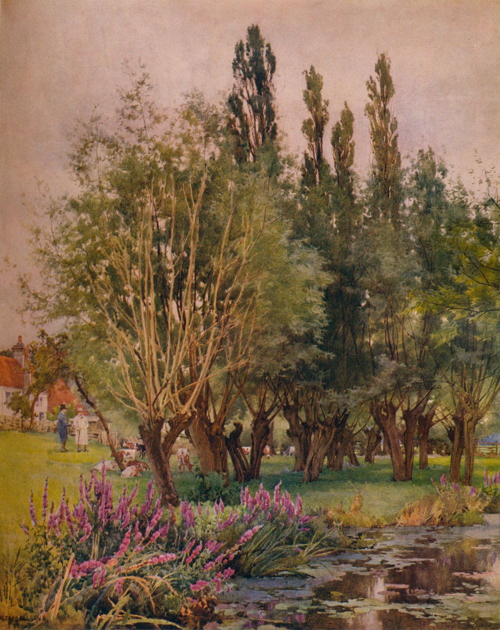 紫色珍珠菜，c1891 作者 阿尔弗雷德·威廉·帕森斯