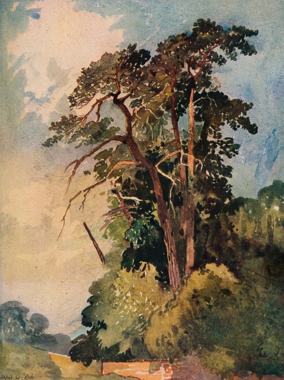 树木研究，c1880 作者 阿尔弗雷德·威廉·里奇