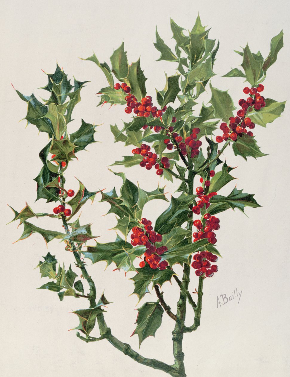 霍莉，艺术百科全书和植物纪录片的插图，发表于巴黎，1904  -  08年的chromolitho 作者 爱丽丝·拜伊（Alice Bailly）