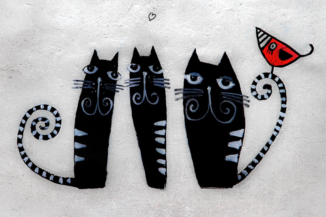来自克拉科夫的 3 只猫咪，2019 年（照片） 作者 爱丽丝·古里亚