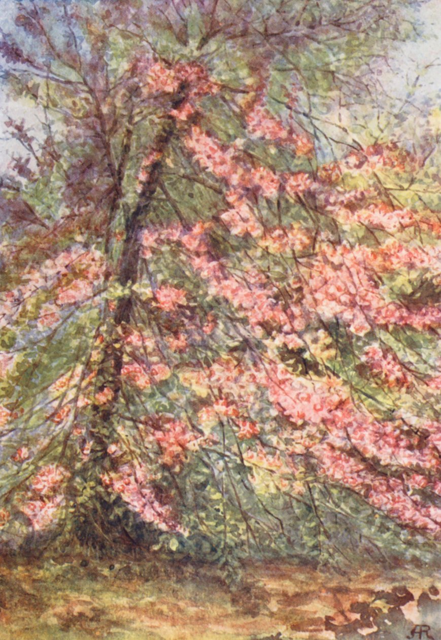 新森林：五月初的 "围栏"，野生蟹花（彩色石版画） 作者 