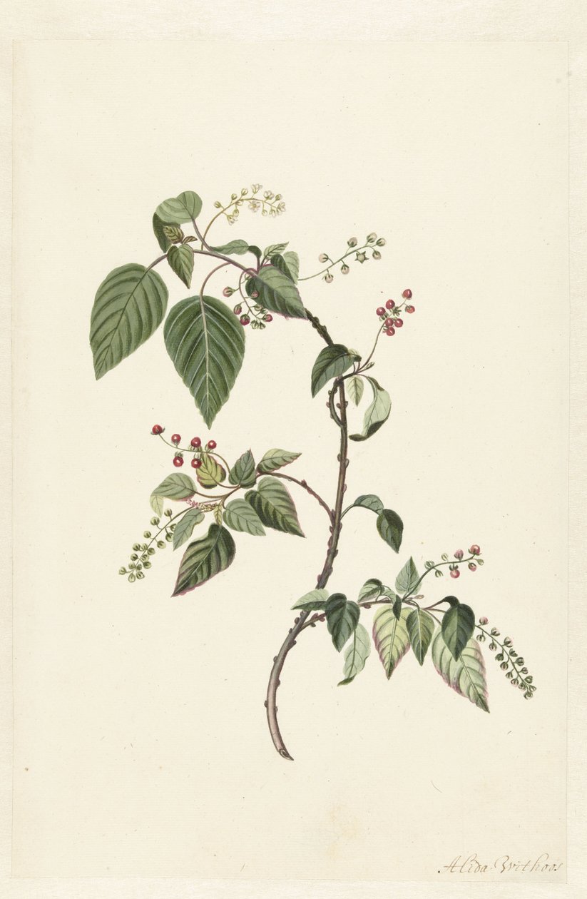 山竹（Nandina domestica） 作者 阿丽达·威瑟斯