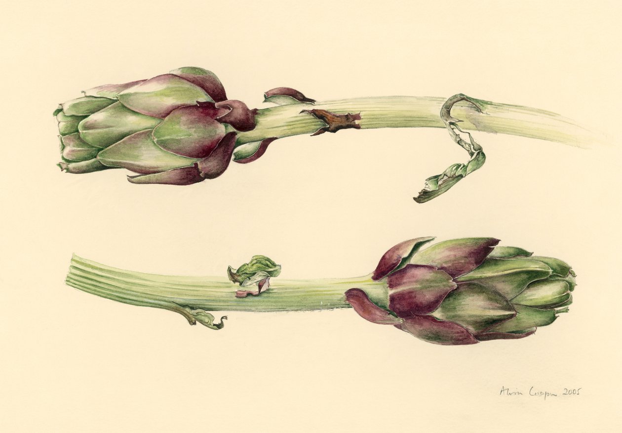 朝鲜蓟，2005年 作者 艾莉森·库珀