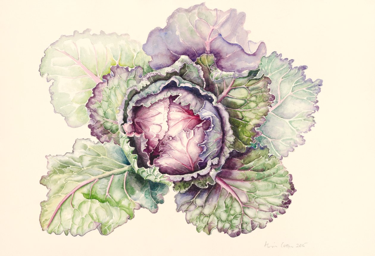 从市场的圆白菜，2015年，水彩 作者 艾莉森·库珀