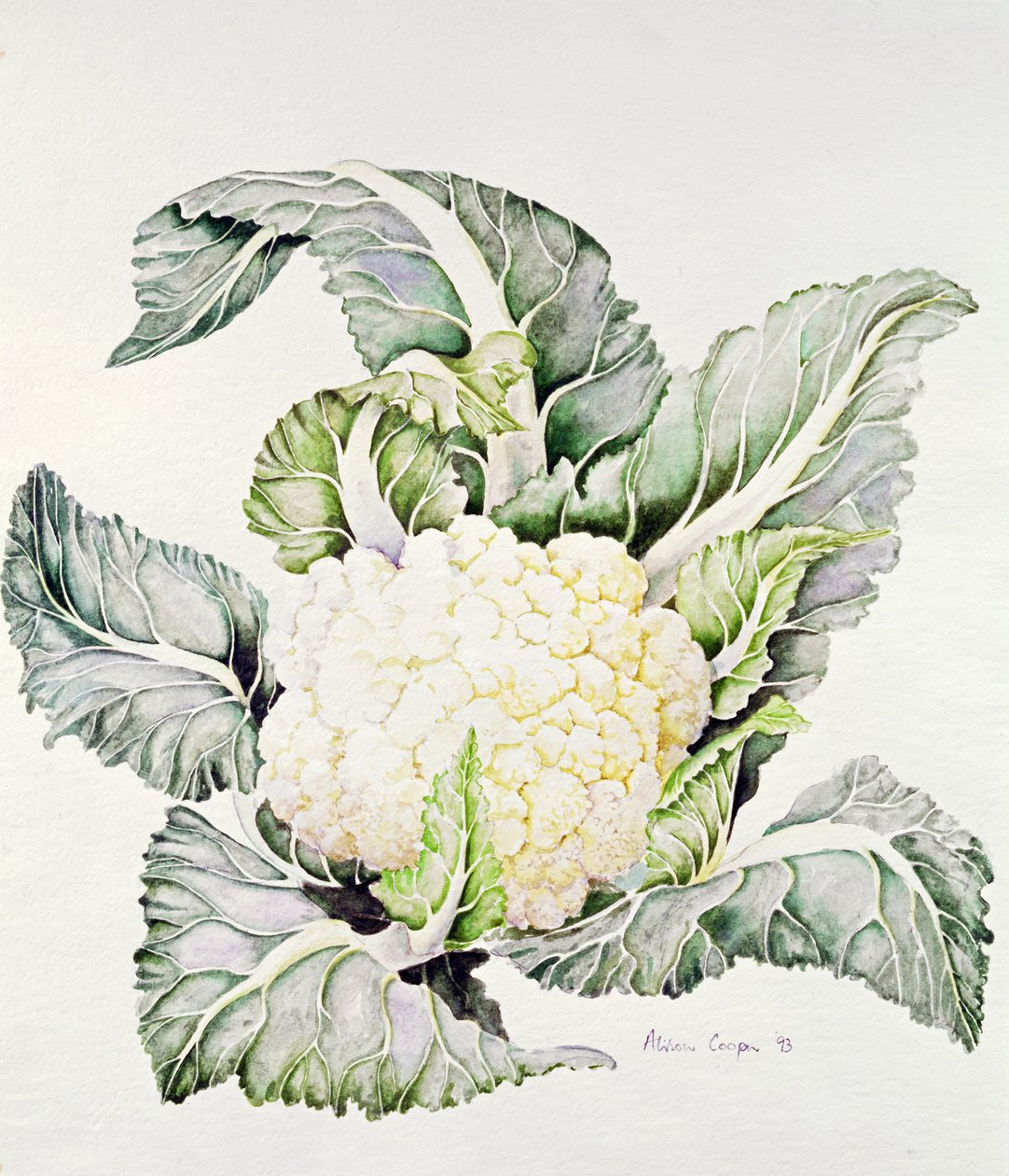 花椰菜研究，1993 作者 艾莉森·库珀