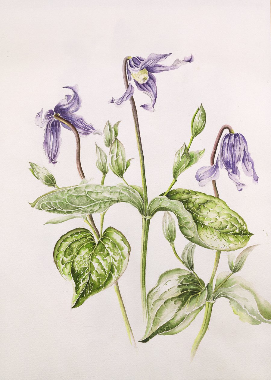 铁线莲（Clematis Integrifolia） 作者 艾莉森·库珀