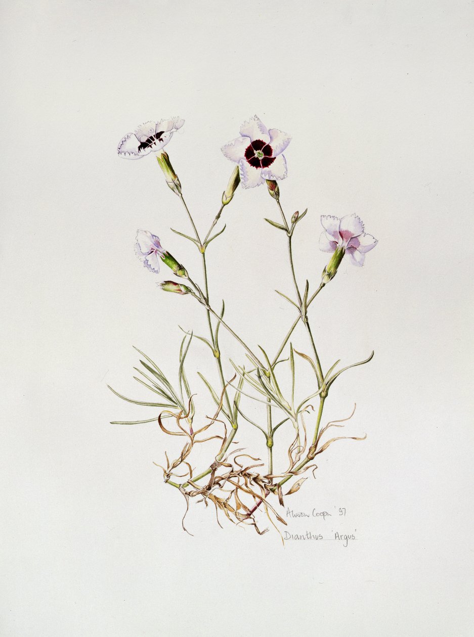 Dianthus&39;Argus&39;，1997 作者 艾莉森·库珀