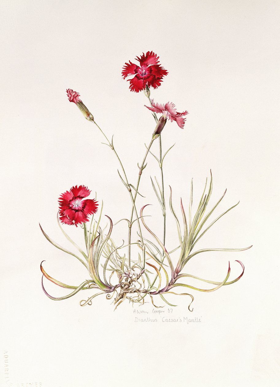 Dianthus Caesar&39;s Mantle，1997 作者 艾莉森·库珀