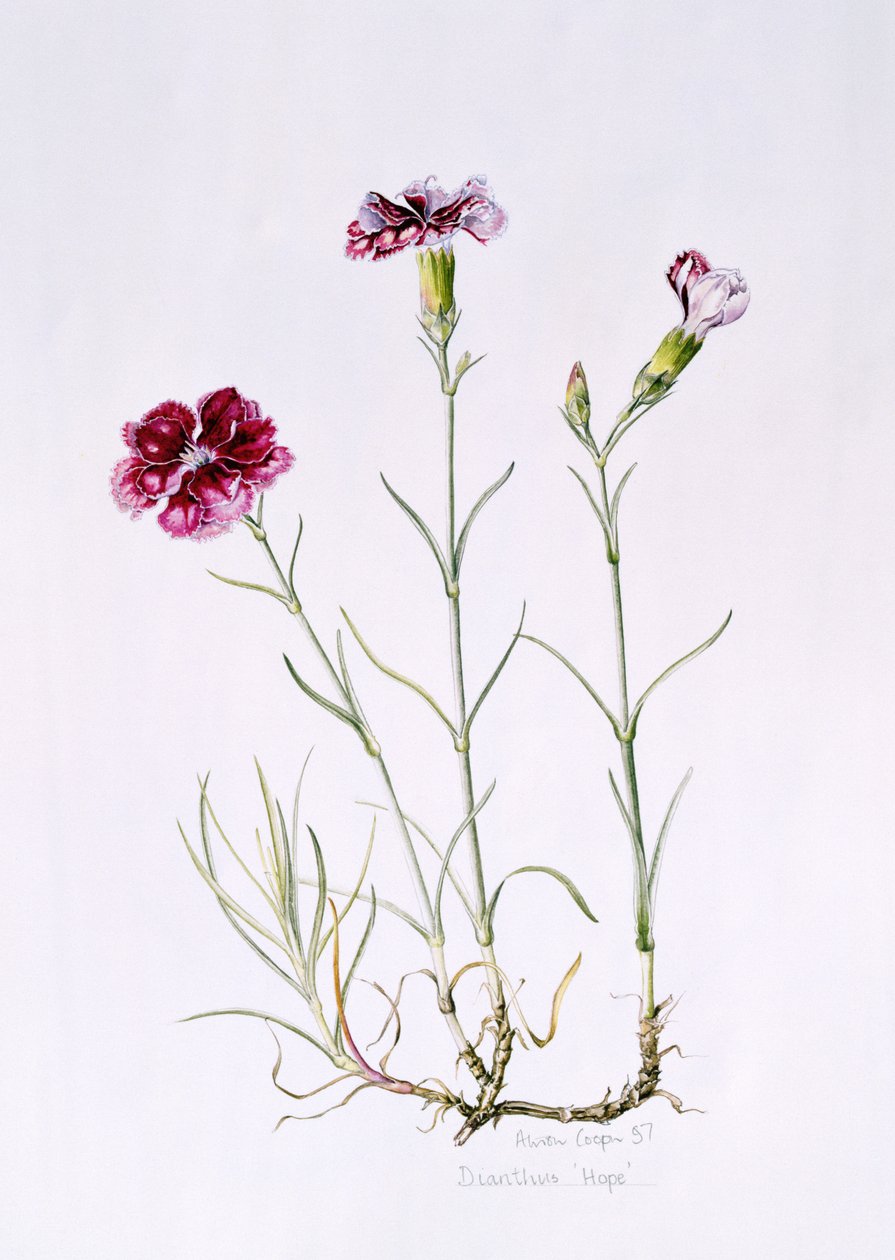 Dianthus Hope，1997（wc on paper） 作者 艾莉森·库珀