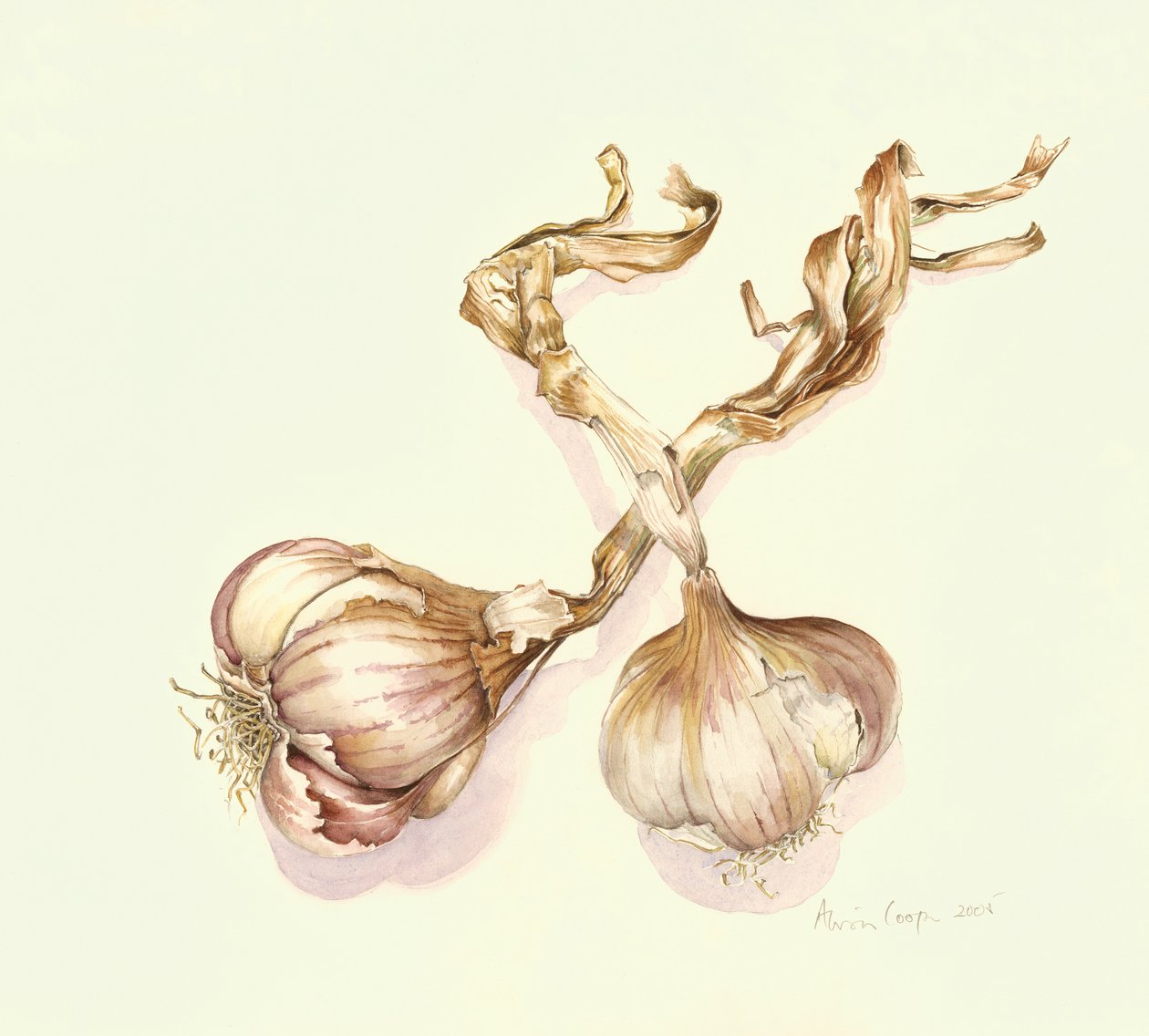 大蒜鳞茎，2005年 作者 艾莉森·库珀
