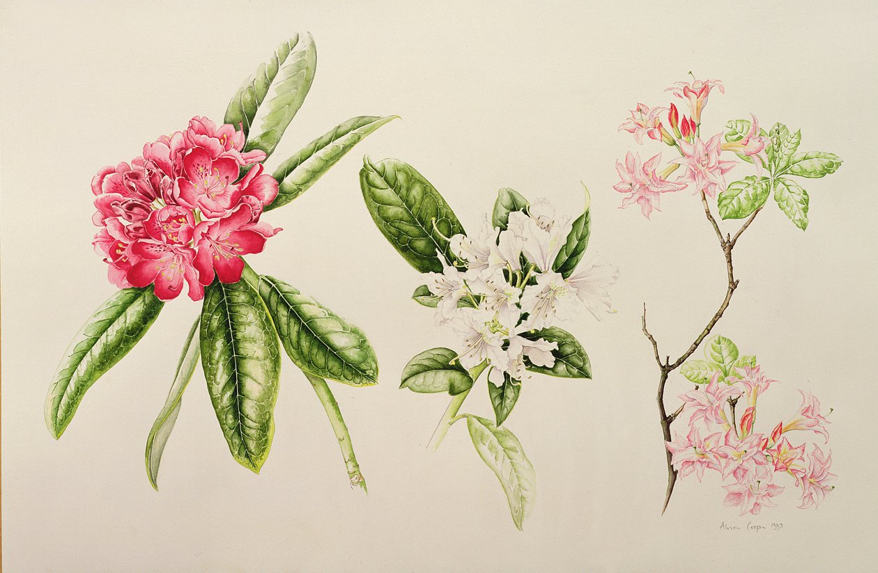 Rhododendron，1998 作者 艾莉森·库珀