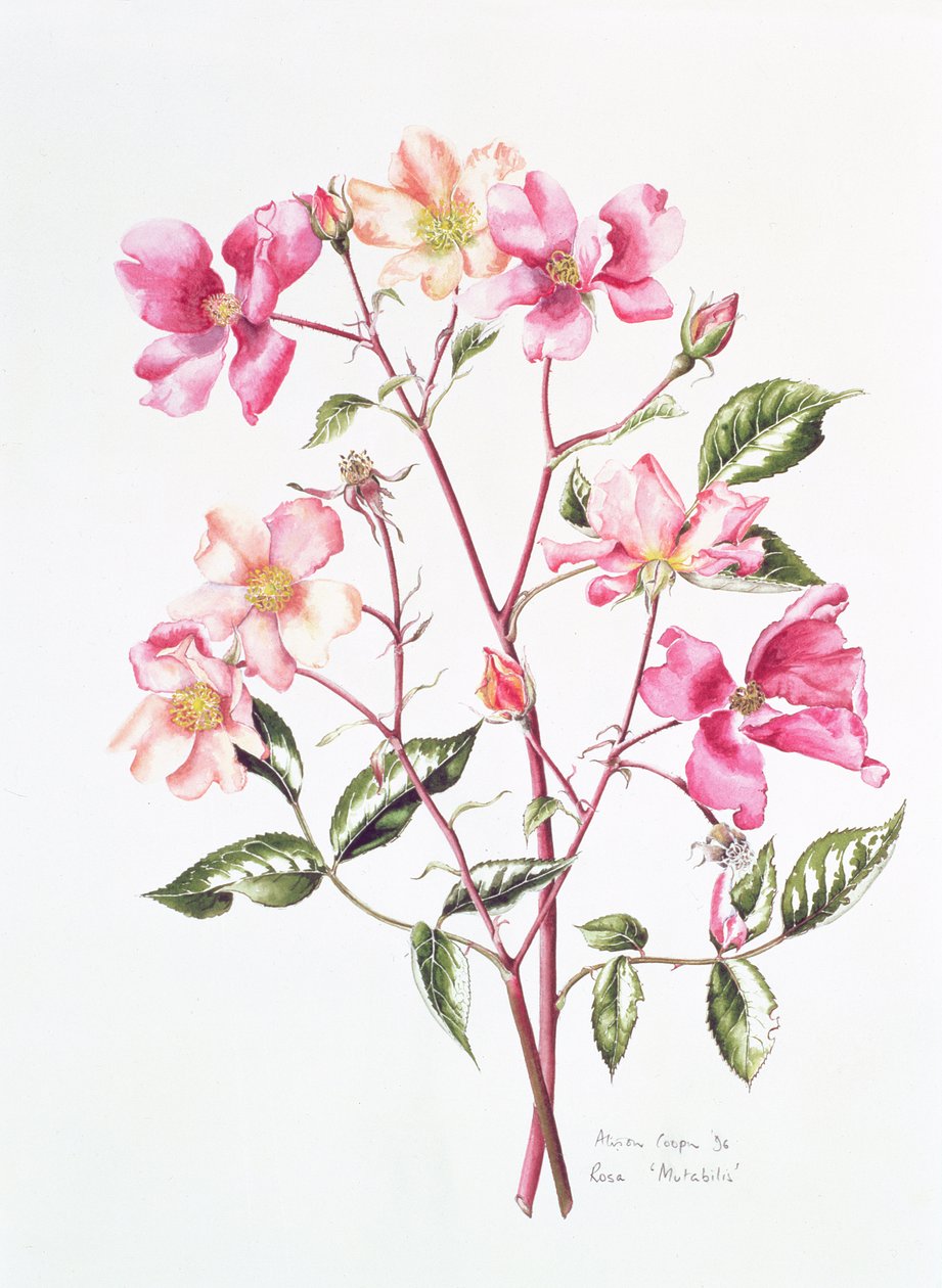 罗莎珍妮，1996年 作者 艾莉森·库珀