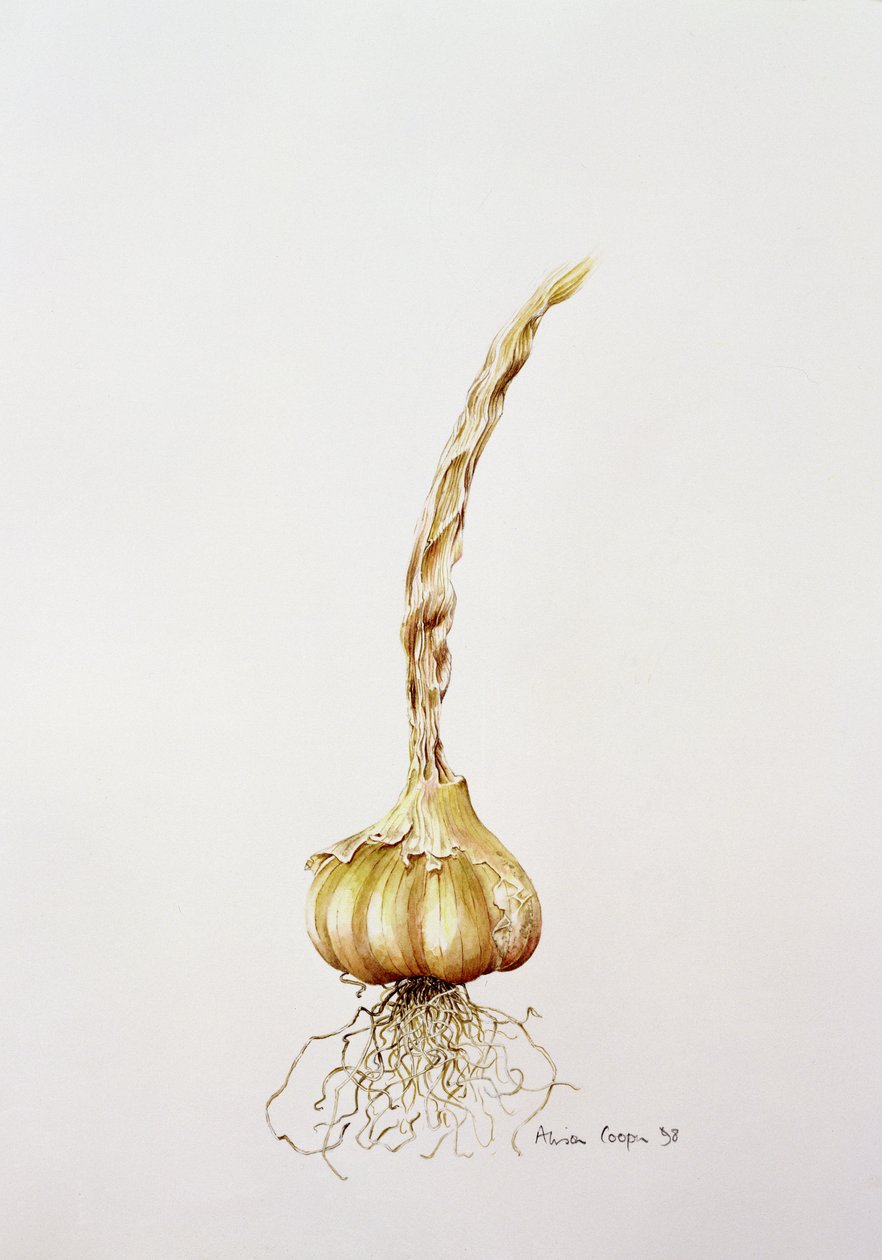 大蒜，1998 作者 艾莉森·库珀
