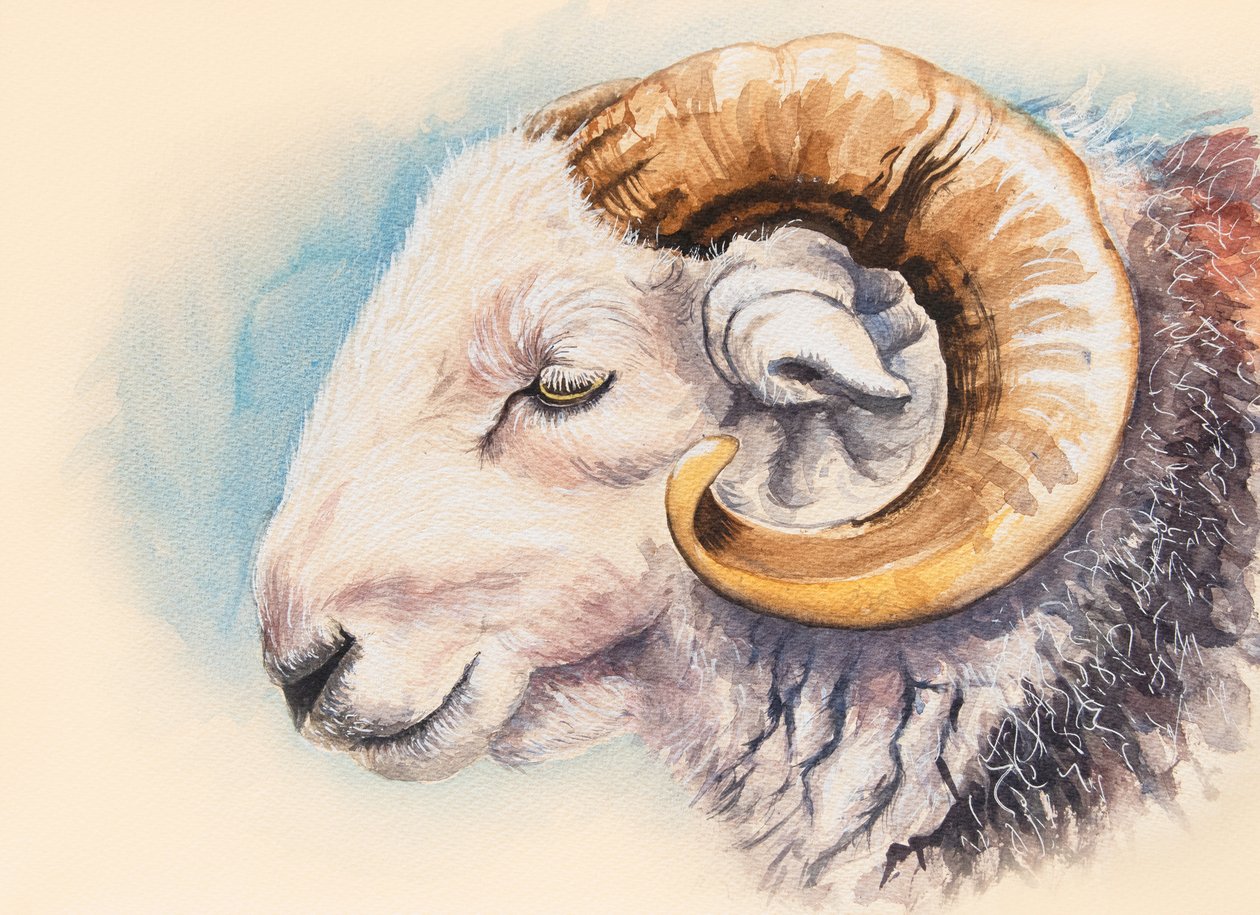 A Herdwick Ram 作者 艾莉森·库珀