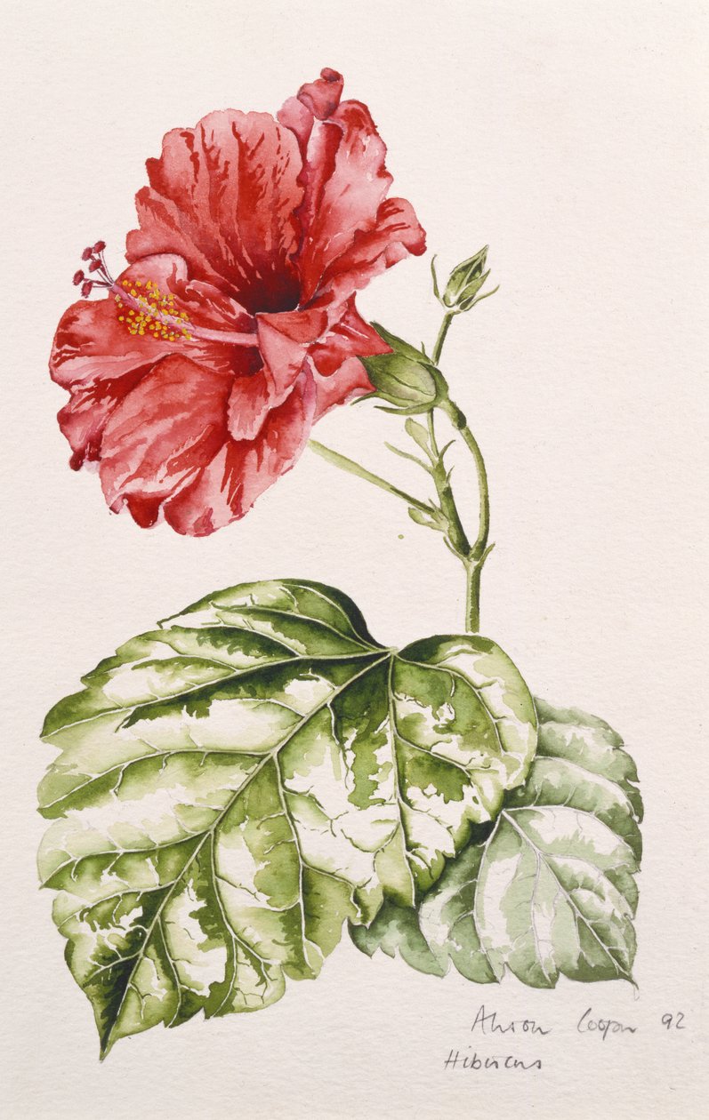 芙蓉（深红），1992（wc） 作者 艾莉森·库珀