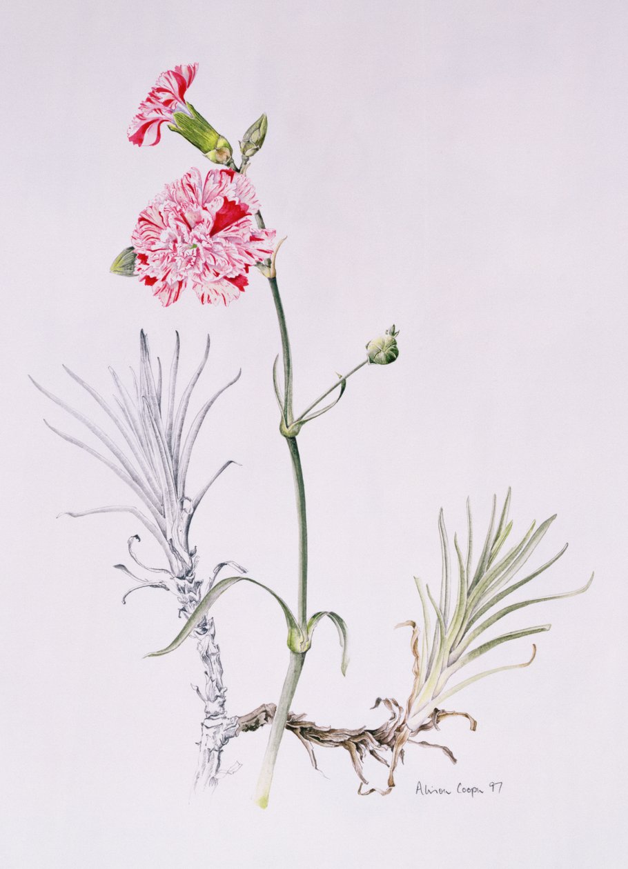 石竹的旧品种，1997年（纸上的wc） 作者 艾莉森·库珀