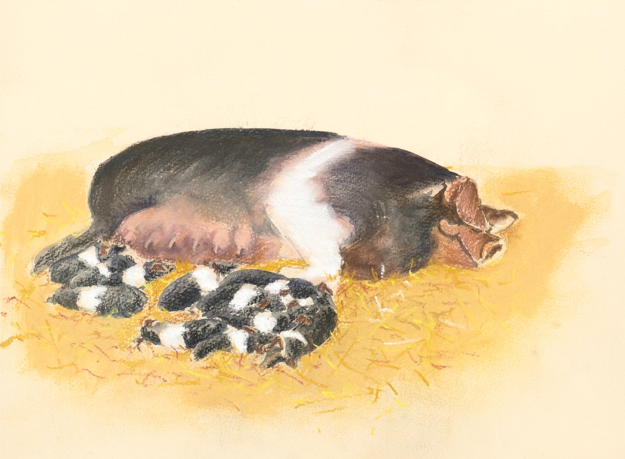 鞍背母猪和仔猪，2019 年（粉彩画） 作者 艾莉森·库珀