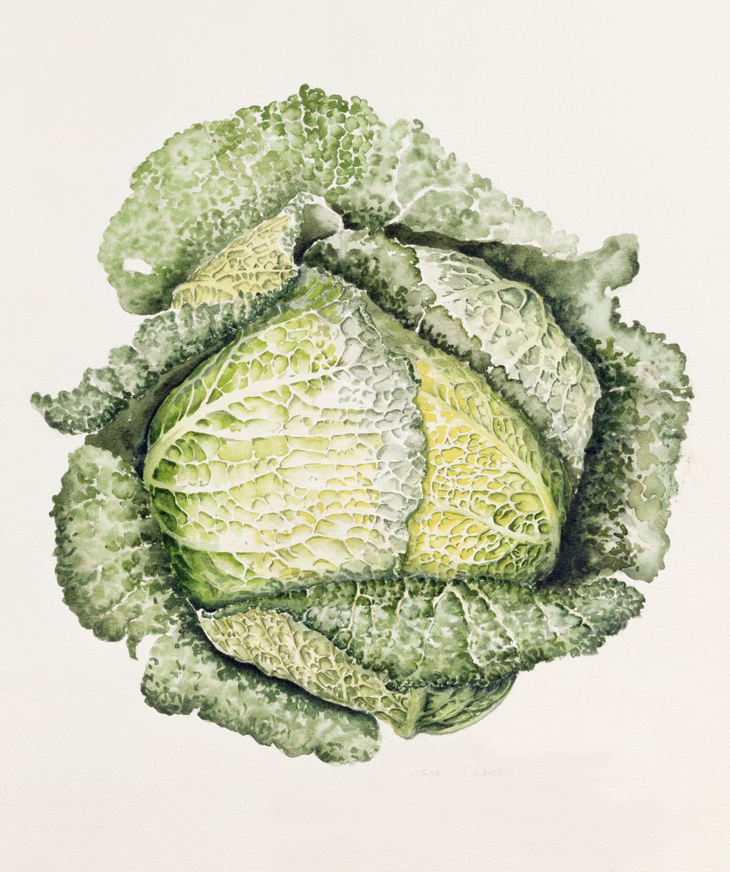 萨沃伊白菜 作者 艾莉森·库珀