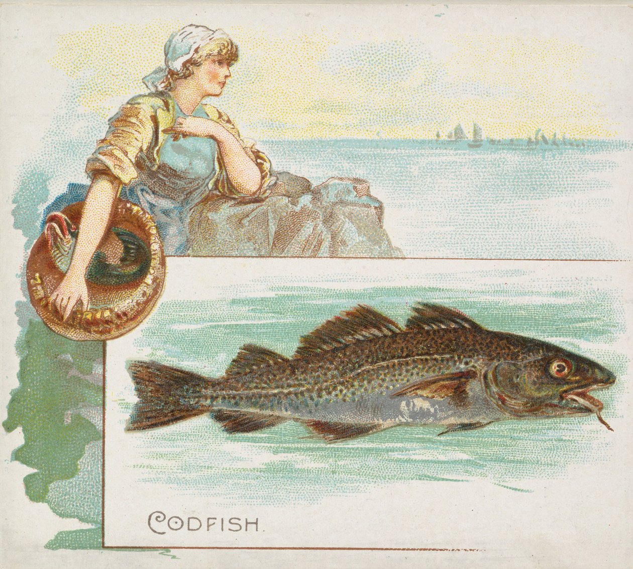 鳕鱼，来自美国水域的鱼系列N39，为Allen & Ginter Cigarettes设计，1889年。 作者 艾伦和金特