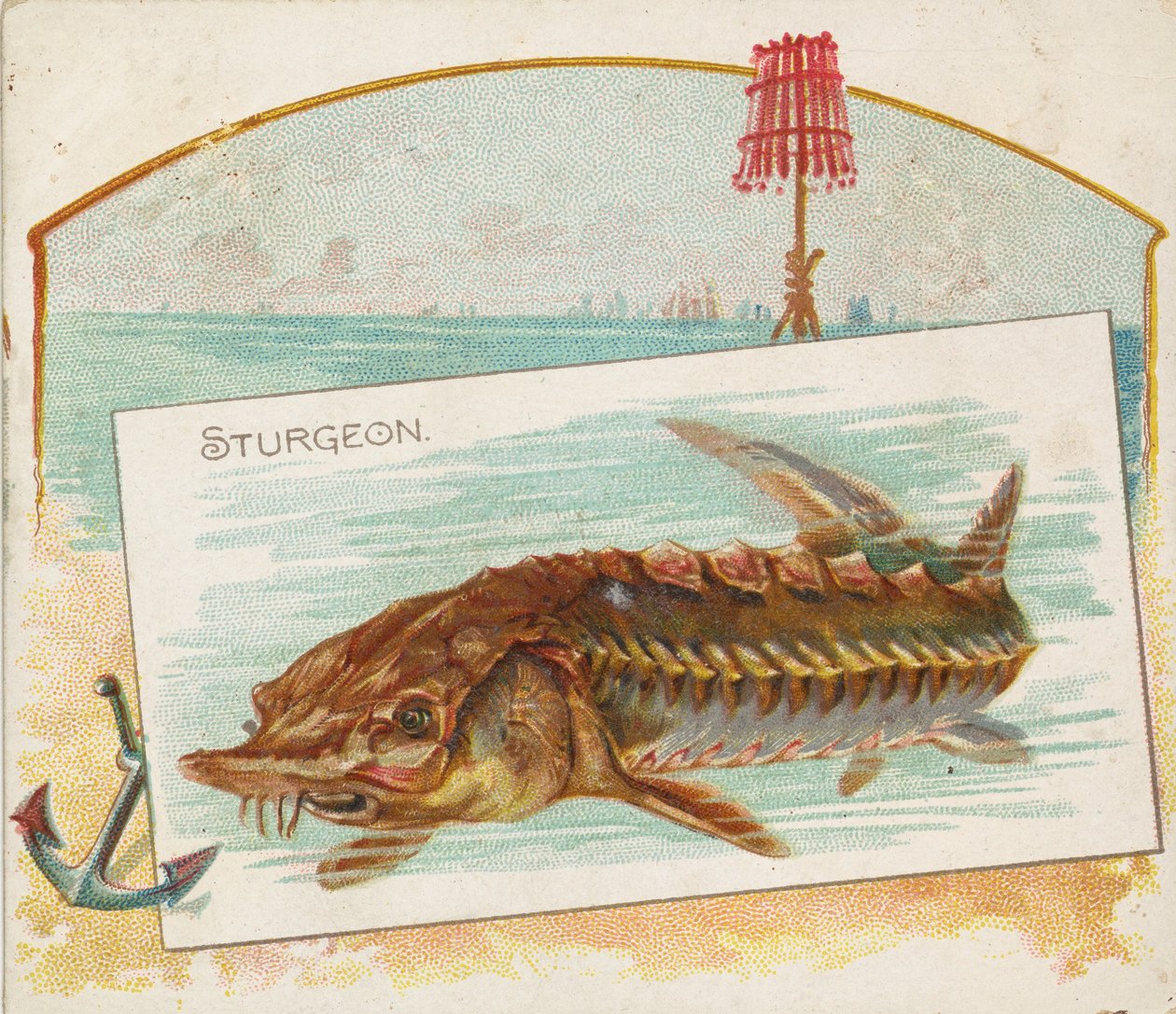 鲟鱼，来自美国水域的鱼系列N39，为Allen & Ginter Cigarettes设计，1889年。 作者 艾伦和金特