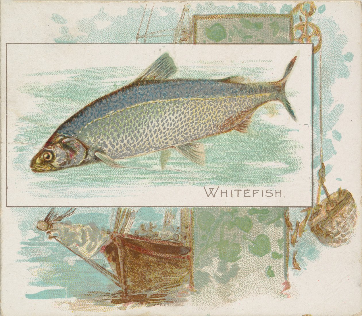 白鱼，来自美国水域的鱼系列N39，为Allen & Ginter Cigarettes设计，1889年。 作者 艾伦和金特