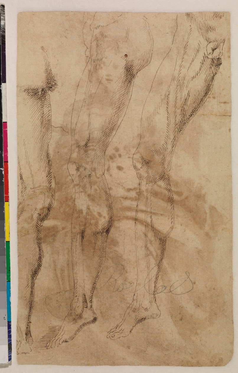 男性腿的三项研究（反面）c.1537（钢笔和棕色墨水在纸上）[参见 5948317] 作者 阿隆索（Berruguete 工作室）