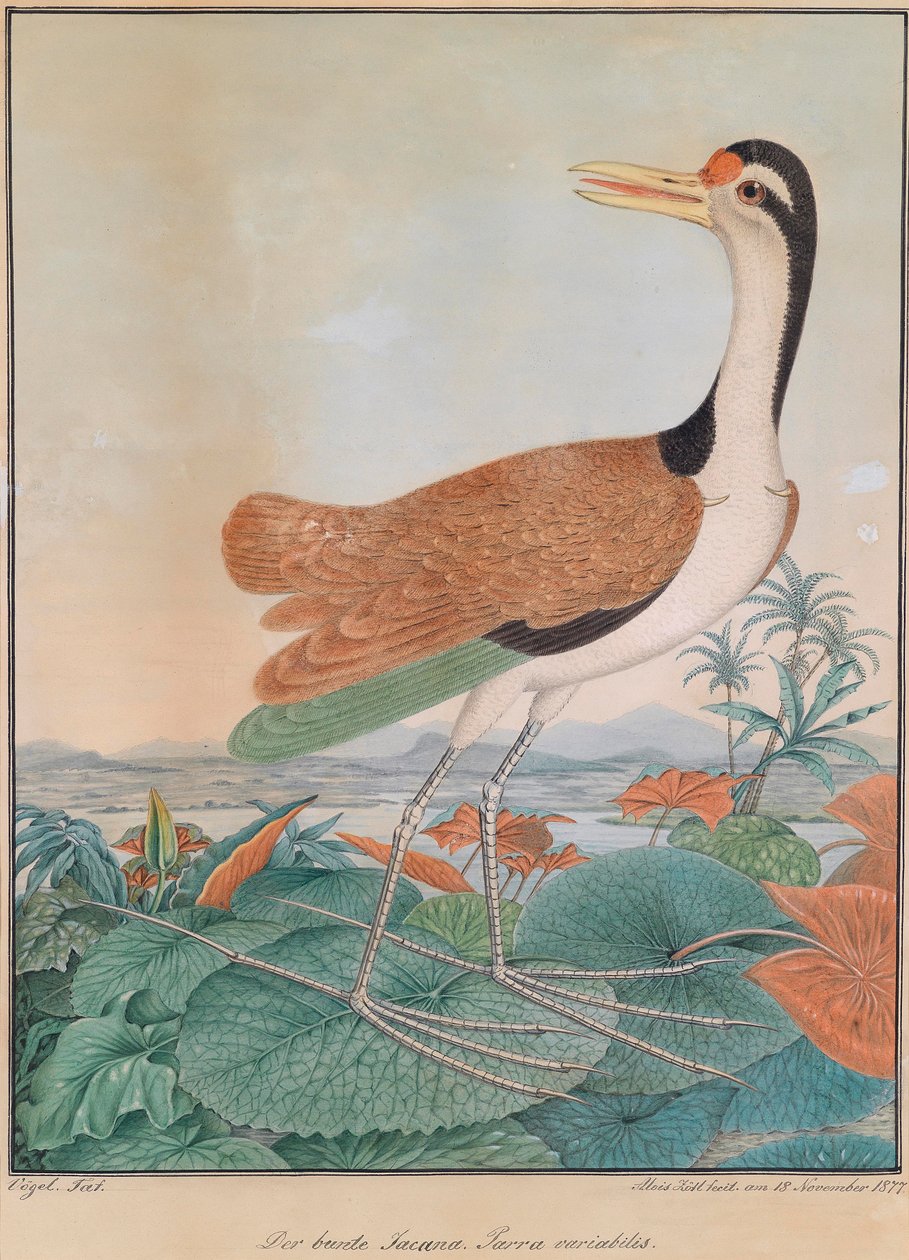 多彩的Jacana。 Parra variabilis。 （五颜六色的支线翅膀），走过百合叶子，在背景山脉和海滨 作者 阿洛伊斯·佐特尔