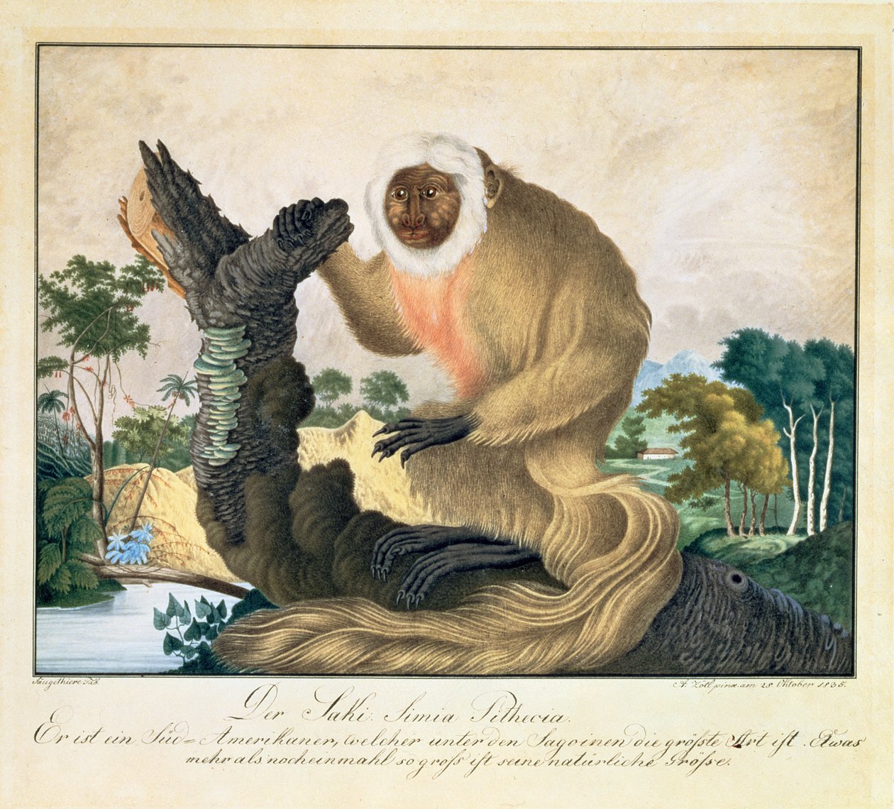 萨基猴子（Saki Monkey），1835年 作者 阿洛伊斯·佐特尔