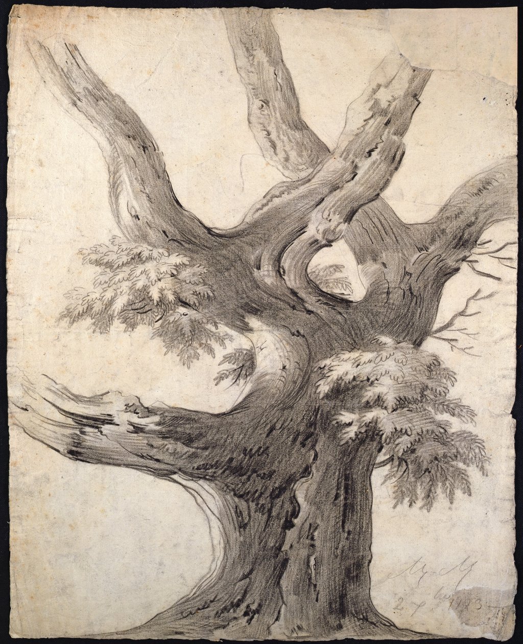 一棵树的研究，1823年（纸上的木炭） 作者 阿方斯·尼古拉斯·米歇尔·曼德瓦雷