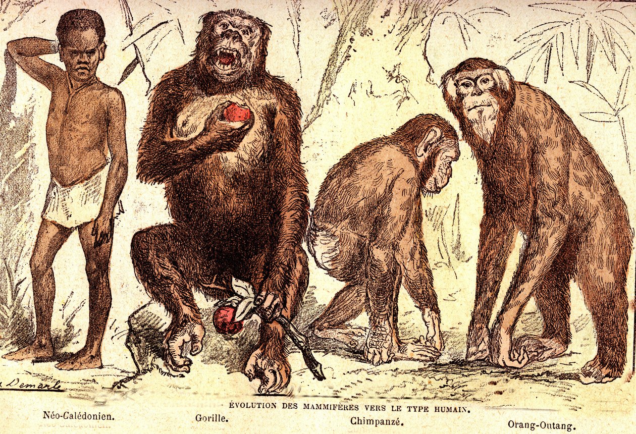 哺乳动物向人类的进化：自然创造和生物（De Jules Rengade）。 A. Demarle 绘制。 1885年 作者 阿方斯·德马尔