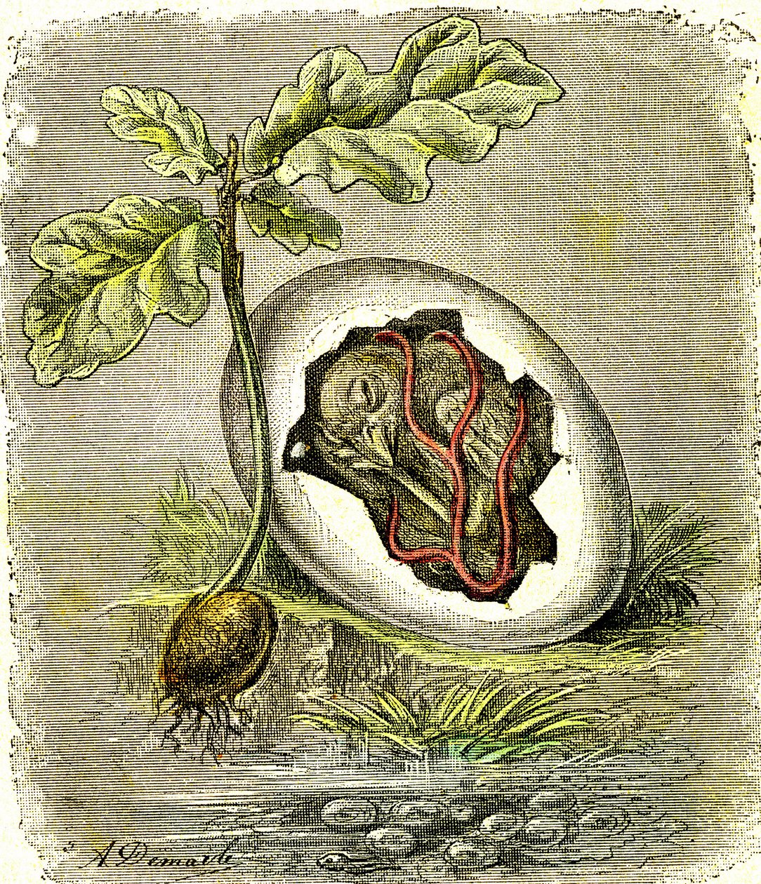 自然。卵和种子：有组织生物的最初状态。自然造物和生物。(J. Rengade）A. Demarle 绘制。1885 作者 阿方斯·德马尔