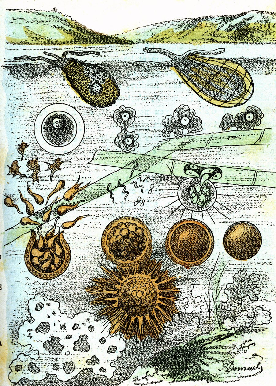史前--阿米贝人、菌人、莫内雷人（成长中）：初级有组织生物。自然造物和生物。A. Demarle 绘制。1885 作者 阿方斯·德马尔