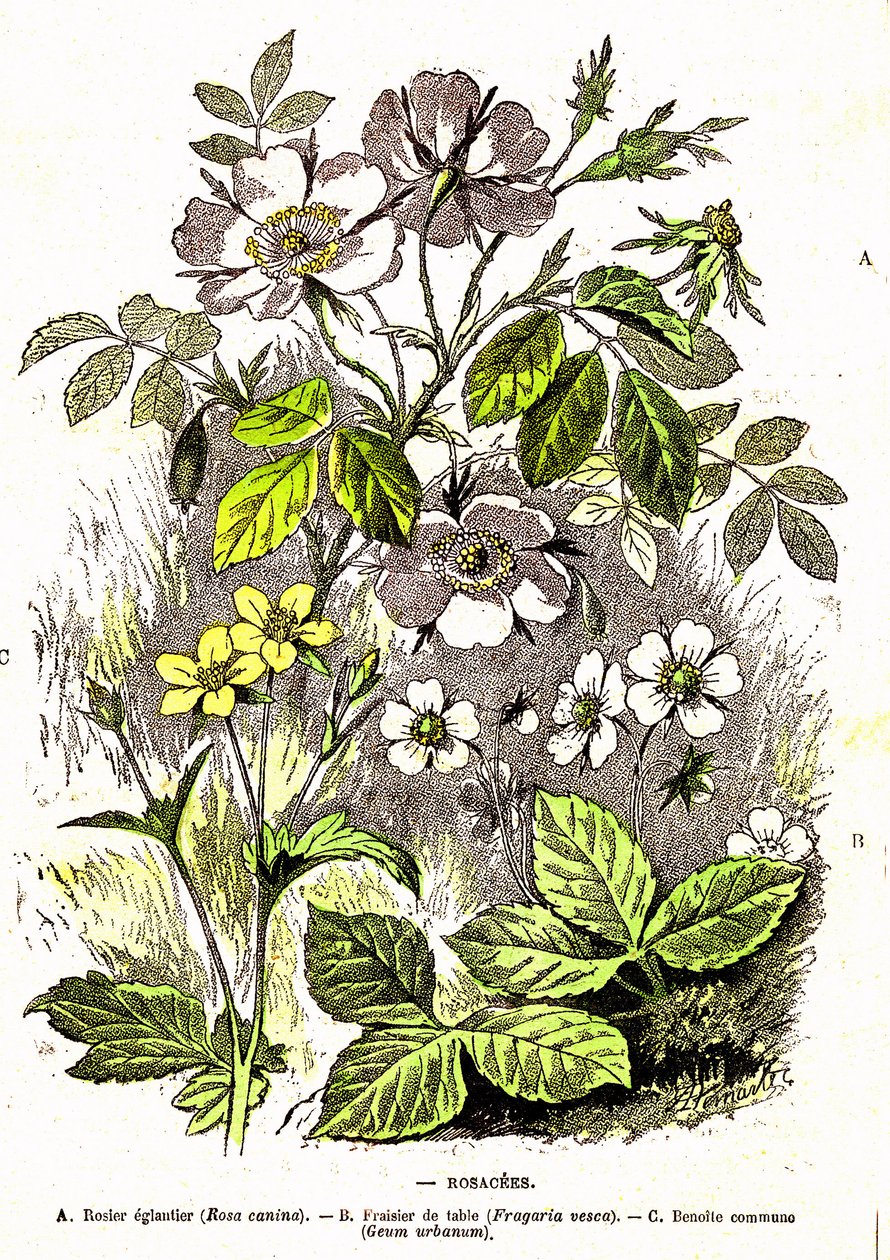 Rosacees - 自然造物和生命体：A. Demarle 绘制。1885 作者 阿方斯·德马尔