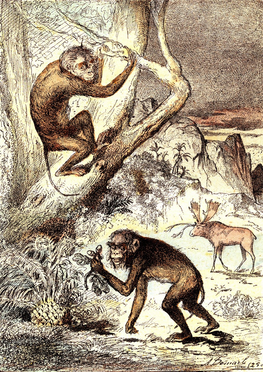 卡塔林猴（中新世时期）：Semnopitheques。J. Rengade 的自然造物和生物。绘制 A. Demarle 作者 阿方斯·德马尔