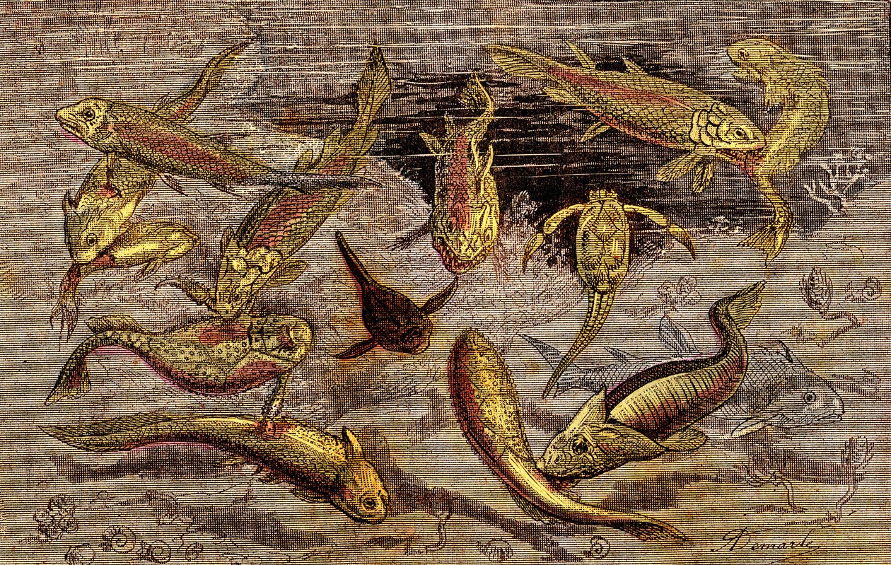 泥盆纪时代（史前）生物：为生物的存在而战。 自然创造。 绘图 A. Demarle。 1885年 作者 阿方斯·德马尔