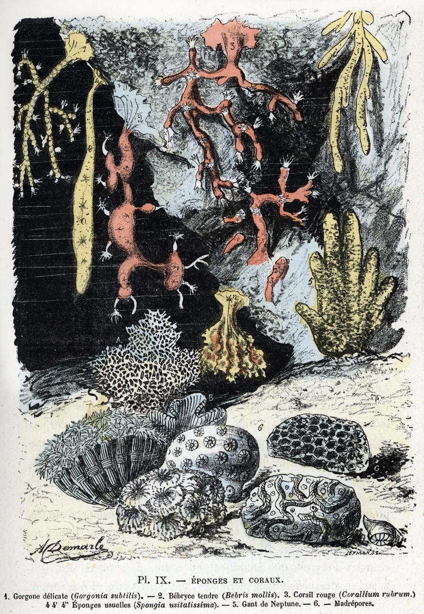动物图：海绵和珊瑚（gorgone、bebryce、珊瑚、海绵、海王星手套）（动物图板：海海绵和珊瑚） 雕刻来自 Rengade 的“L