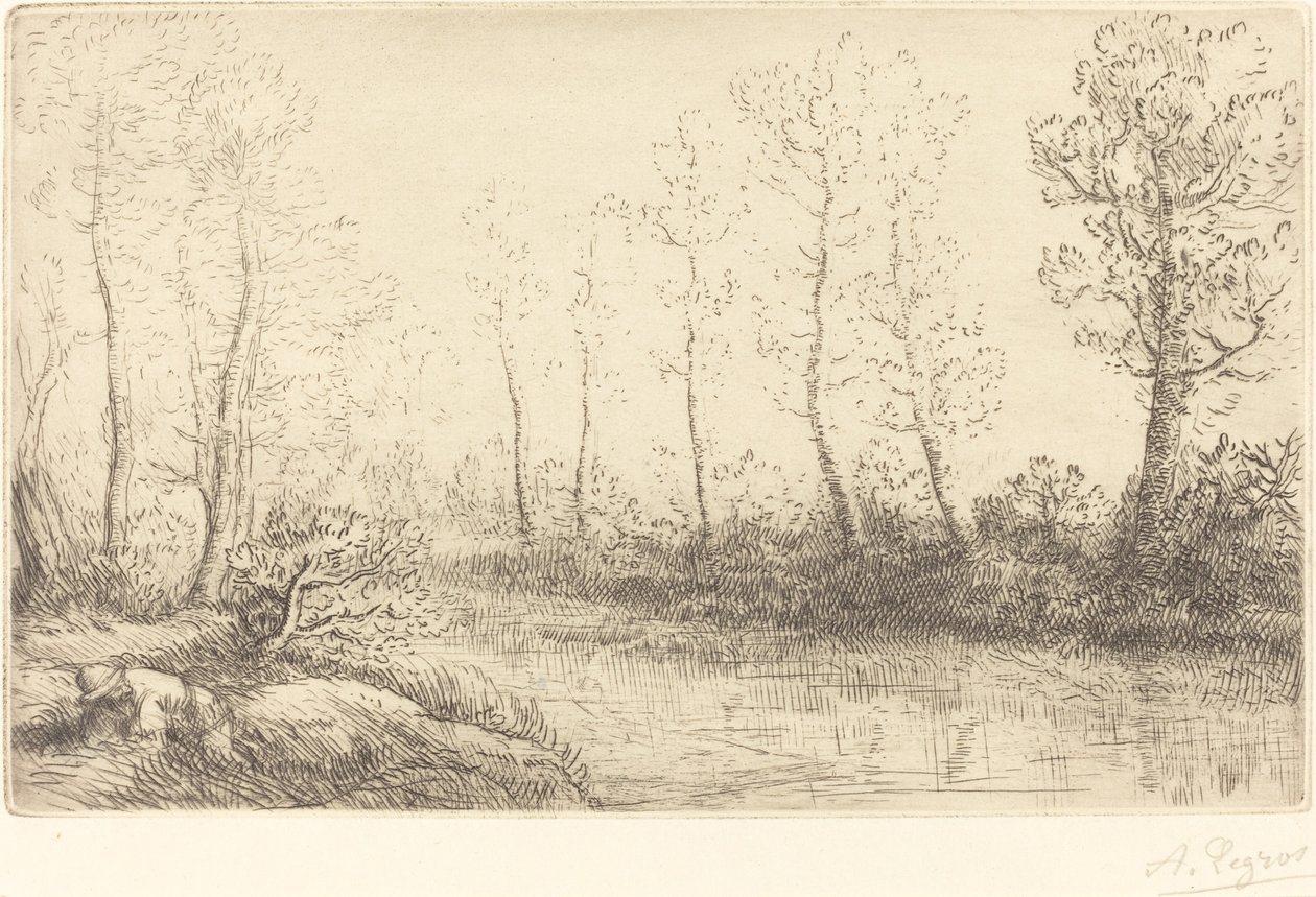 Birch Trees: Water